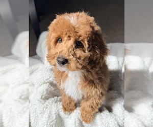 Medium Poodle (Miniature)