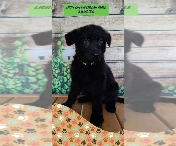 Medium Photo #14 German Shepherd Dog Puppy For Sale in CLERMONT, FL, USA