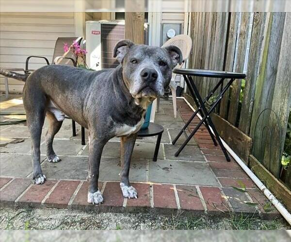 Medium Photo #1 American Pit Bull Terrier Puppy For Sale in Derwood, MD, USA