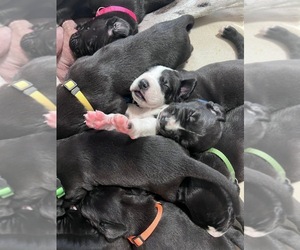Great Dane Litter for sale in ROCKINGHAM, NC, USA