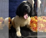 Puppy Rainbow collar Newfoundland