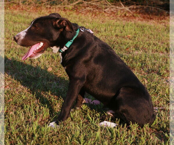 Medium Photo #4 Borador Puppy For Sale in Attalka, AL, USA
