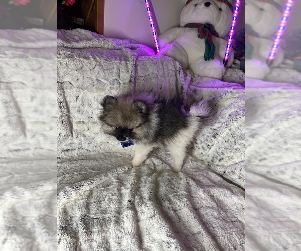 Medium Photo #5 Pomeranian Puppy For Sale in HARRISVILLE, MI, USA