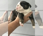 Small Photo #2 Bulldog Puppy For Sale in OLYMPIA, WA, USA