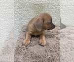 Small Photo #14 Chiweenie-Jack Russell Terrier Mix Puppy For Sale in SAINT AUGUSTINE, FL, USA