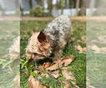Small Photo #7 Yorkshire Terrier Puppy For Sale in MARIETTA, GA, USA