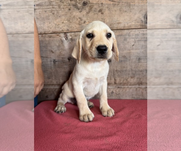 Medium Photo #11 Labrador Retriever Puppy For Sale in VERMONTVILLE, MI, USA