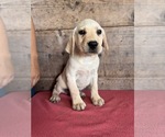 Small #10 Labrador Retriever