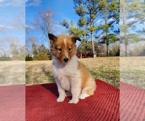 Medium Photo #4 Collie Puppy For Sale in CENTERTOWN, TN, USA