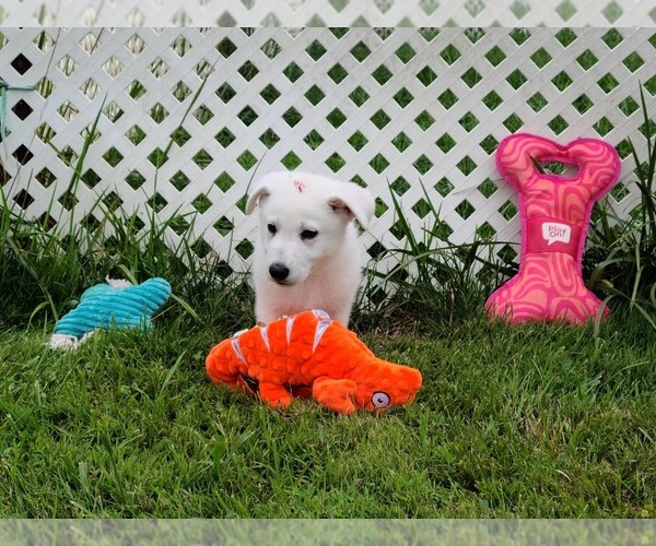 Medium Photo #1 German Shepherd Dog Puppy For Sale in CECILIA, KY, USA