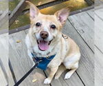 Small #1 Labrador Retriever-Pembroke Welsh Corgi Mix