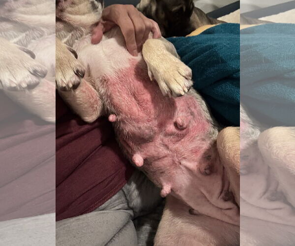 Medium Photo #5 French Bulldog Puppy For Sale in Sanford, FL, USA