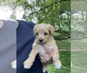 YorkiePoo Puppy for sale in MURFREESBORO, TN, USA