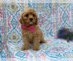 Cavapoo Puppy for sale in LANCASTER, PA, USA