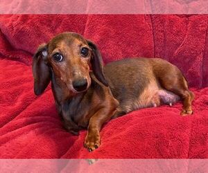 Mother of the Dachshund puppies born on 01/25/2024