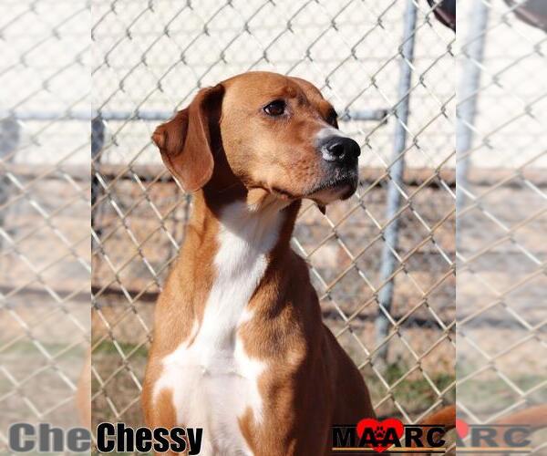 Medium Photo #2 Boxer-Unknown Mix Puppy For Sale in Maryville, TN, USA