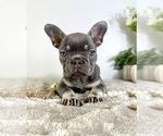 Image preview for Ad Listing. Nickname: AKC Madilyn