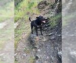 Small #1 Labrador Retriever