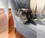 Small #1 American Pit Bull Terrier Mix
