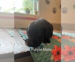 Light purple - Male Labrador Retriever Puppy for Sale - Photo #3