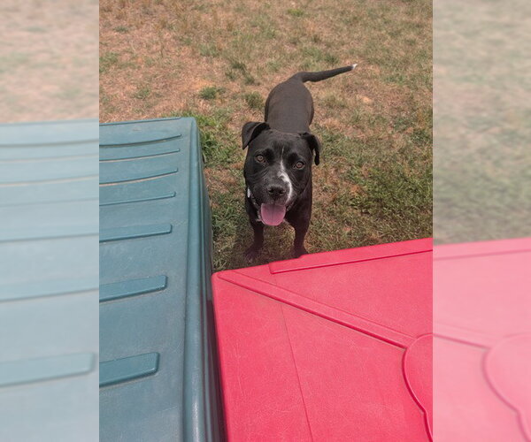 Medium Photo #2 Mutt Puppy For Sale in Forestville, MD, USA