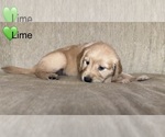Small #8 Golden Retriever