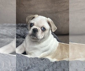 Medium Pug