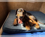 Small #1 Rottweiler Mix