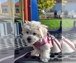 Small #2 Maltese