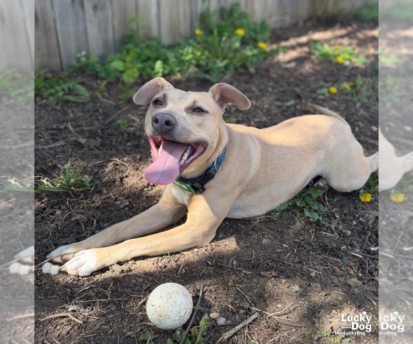 Medium Photo #9 Mutt Puppy For Sale in Washington, DC, USA
