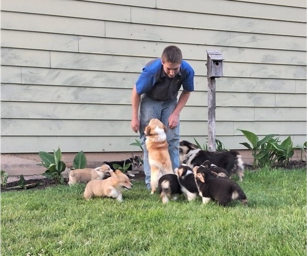 Medium Photo #1 Pembroke Welsh Corgi Puppy For Sale in PORT BYRON, NY, USA