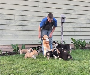 Pembroke Welsh Corgi Puppy for Sale in PORT BYRON, New York USA