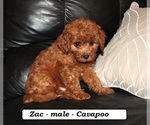 Image preview for Ad Listing. Nickname: Zac