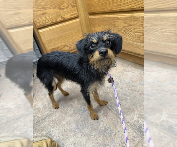 Medium Photo #1 Cairn Terrier-Miniature Pinscher Mix Puppy For Sale in Lakewood, CO, USA