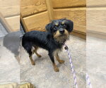 Bear fka Lakme - Female Cairn Terrier-Miniature Pinscher Mix Dog for Adoption - Small photo
