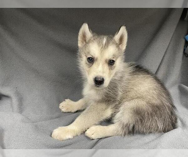 Medium Photo #1 Siberian Husky Puppy For Sale in HESPERIA, CA, USA