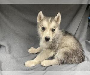 Siberian Husky Dogs for adoption in HESPERIA, CA, USA
