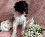 Small #1 Poodle (Standard)