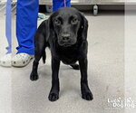 Small Labrador Retriever Mix