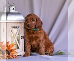 Small #5 Irish Setter-Poodle (Miniature) Mix