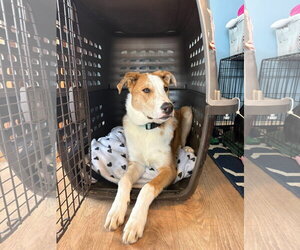 Australian Shepherd-Unknown Mix Dogs for adoption in Germantown, OH, USA