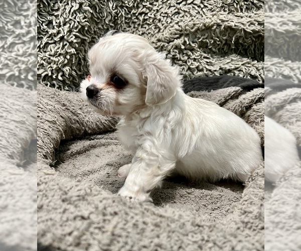 Medium Photo #7 Zuchon Puppy For Sale in RENO, NV, USA