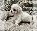 Small Photo #7 Zuchon Puppy For Sale in RENO, NV, USA