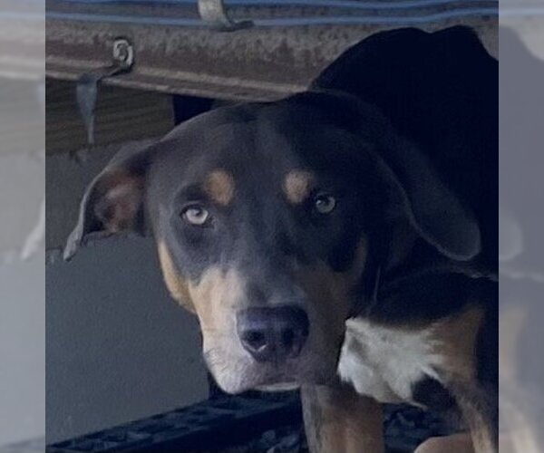 Medium Photo #6 Doberman Pinscher-Unknown Mix Puppy For Sale in Rockaway, NJ, USA