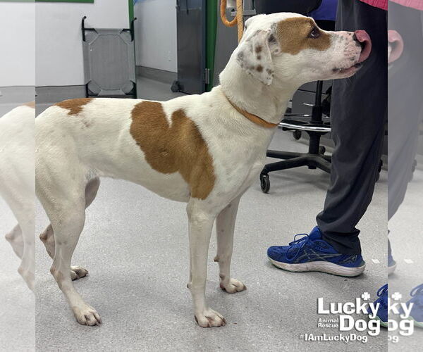 Medium Photo #3 Boxer-Unknown Mix Puppy For Sale in Washington, DC, USA