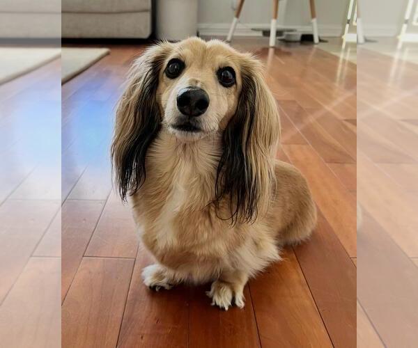 Medium Photo #1 Dachshund Puppy For Sale in Los Angeles, CA, USA