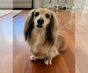 Dachshund Dogs for adoption in Los Angeles, CA, USA