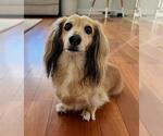 Small Dachshund