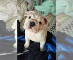 Puppy Puppy 1 English Bulldogge