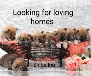 Shiba Inu Litter for sale in LOYAL, WI, USA